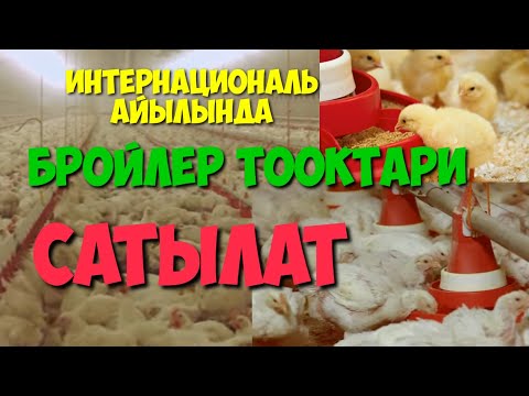 БРОЙЛЕР ТООКТОРУ / 45 КУНДО ДАЯР БОЛОТ / ЭТ БАГЫТЫНДАГЫ ТООКТОР САТЫЛАТ