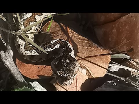 Vipera ammodytes ή Έχιδνα η