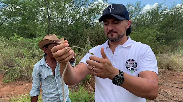 Quais são os tipos de cobra-cipó?