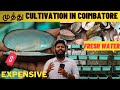 Pearl cultivation in coimbatore  fresh water pearl cultivationcoimbatore ashiqs dayout