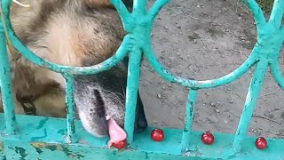 Собака любить їсти вишні