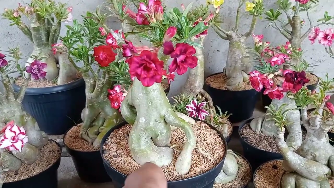 Jual bunga adenium tumpuk WA 082279994283