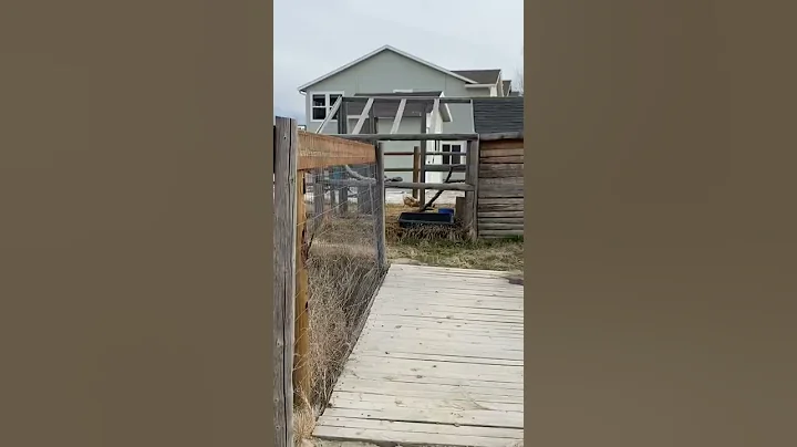 Baby Ducks Hatched And They Think A Chicken Is Mom...