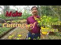 How to Grow Cuttings of Lantana camara.