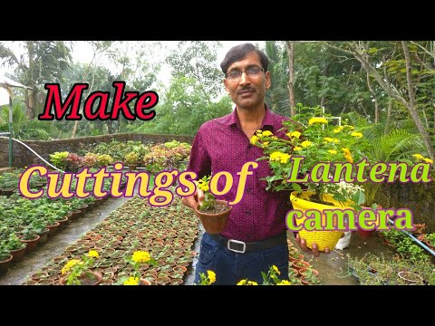 Video: Lantana (44 Photos): Description Of The Types Of Indoor Flower Camara And Montevideo, Growing A Plant From Seeds And Care At Home, Planting And Propagation By Cuttings