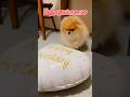 最後のきなこパンチが可愛すぎる😳❤️🔥 #pomeranian #ポメラニアン #犬 #癒し #博美犬
