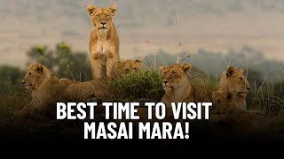 Kenya Safari Secrets: Discover the BEST Time to Visit Masai Mara!