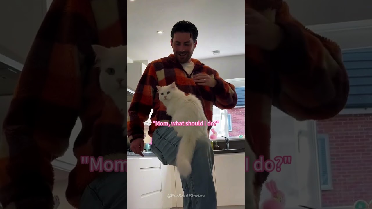 My boyfriend had to pass the cat approval test.🐱#cat #boyfriend #catlover #wholesome #fyp