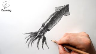 [그림 그리기] 오징어 소묘 드로잉 / 동물 연필 기초 정밀묘사 / How to Draw Squid / Pencil Drawing Animals