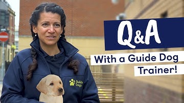 Q&A With a Guide Dogs Trainer | "The BEST Job in the World"