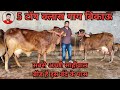 सबसे अच्छी साहीवाल ब्रीड है इस बंदे के पास। 5 Top class Sahiwal cows for sale at Sahara Dairy Farm