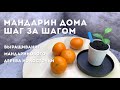 Мандарин дома. Шаг за шагом | Выращивание мандарина из косточки [СНАЧАЛА БЫЛО СЕМЕЧКО]