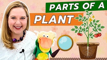 Parts of a Plant – Exploring How Plants Grow in Online Virtual Preschool Circle Time Class