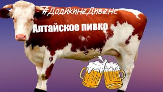 ДнД №21 - Алтайское пивко