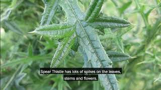 Controlling Spear Thistle weeds