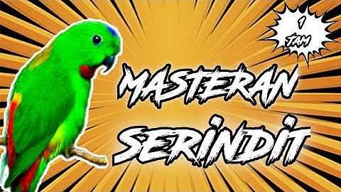 SERINDIT GACOR || MASTERAN TEMBAKAN TAJAM MEMATIKAN LAWAN