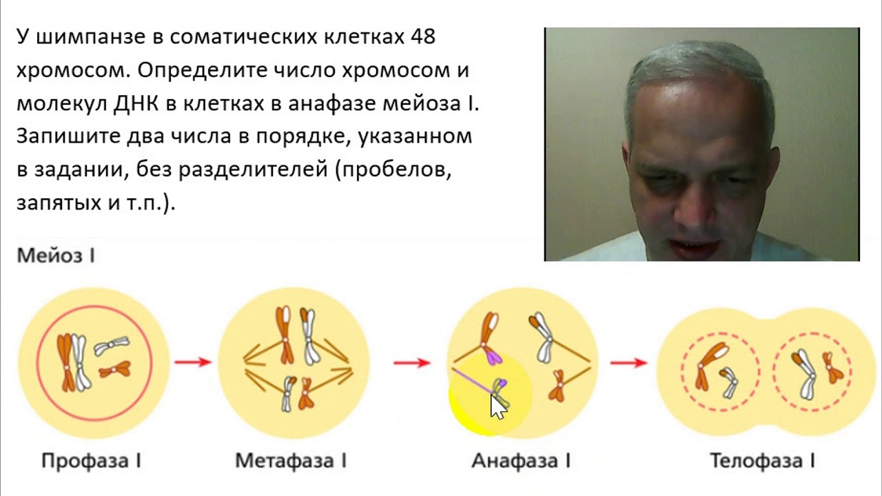 У шимпанзе в соматических клетках 48