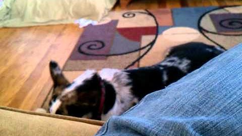 Squeak. Squeak. Squeak squeak squeak!