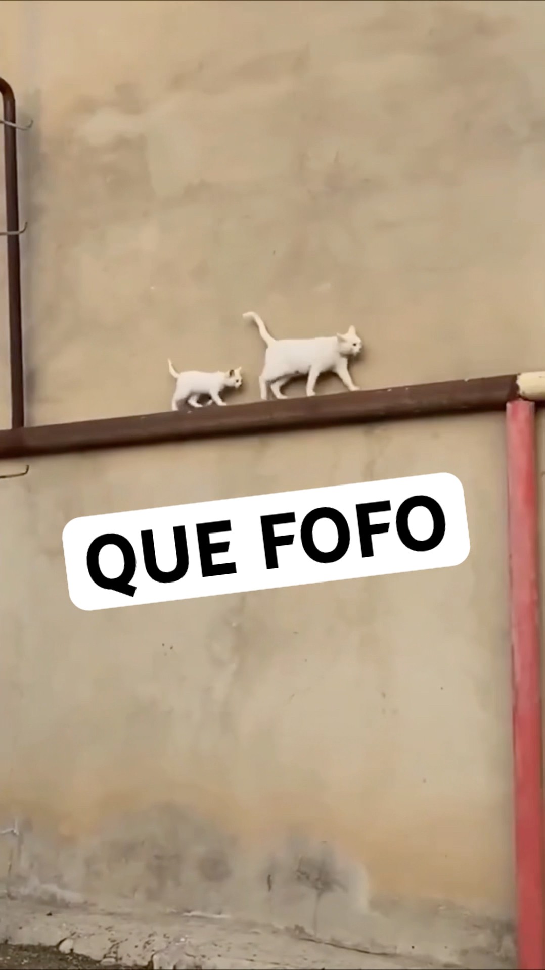 A GATINHA CUIDANDO DO SEU FILHOTE #shorts ANIMAIS ENGRAÇADOS