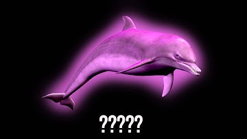 15 Dolphin Sound Variations in 45 Seconds | MODIFY EVERYTHING