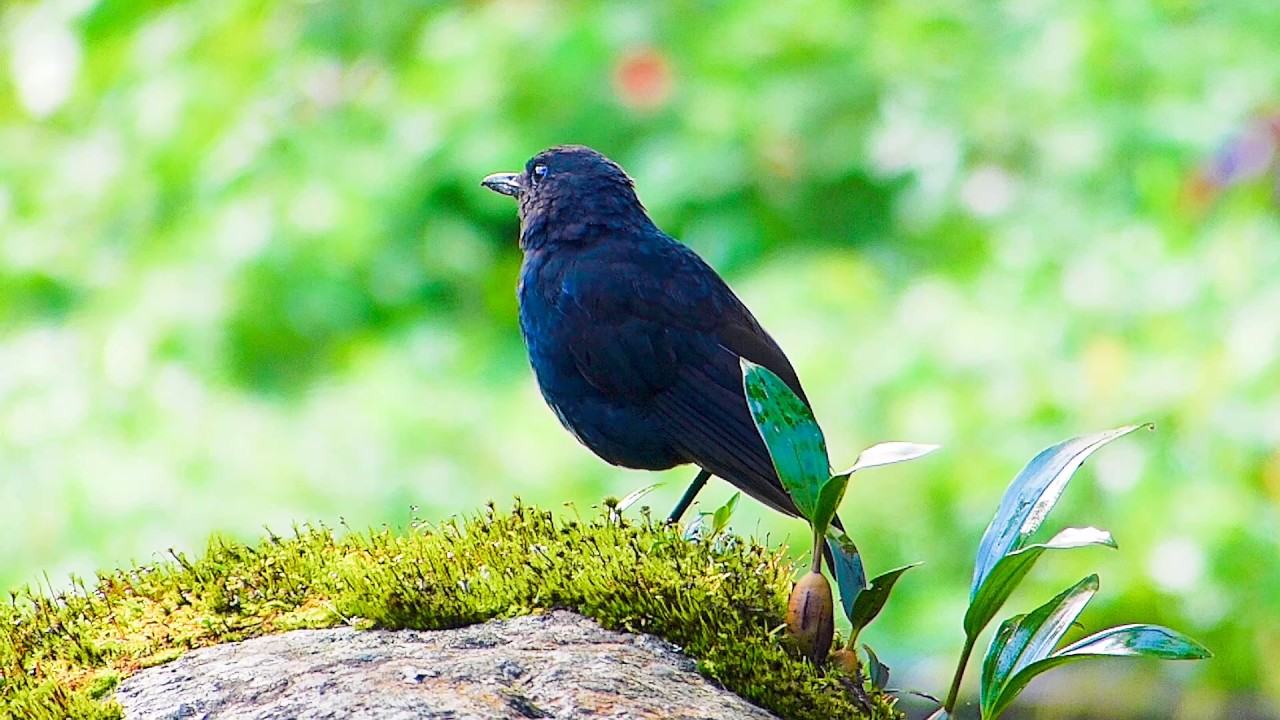 Whistling Thrush Sunda 061 Youtube