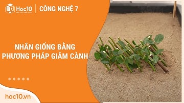Nhân giống bằng phương pháp giâm cành - Công nghệ 7 | Hoc10