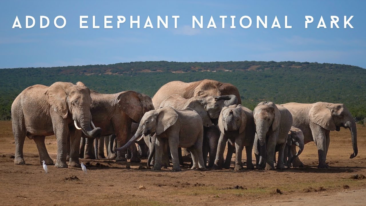 Addo Elephant National Park South Africa  Overlanding In Our Land Rover Defender 110 Camper