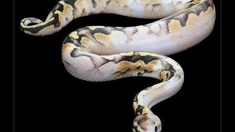25 of the COOLEST BALL PYTHON MORPHS PART 2!!  Snake Lovers WATCH!