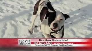 Female Commercial Voice Over - Michigan Humane Society - Suzana Jurcevic Garcia