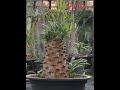 AHEAD Thailand Pachypodium ambongense: The Rare and Majestic "Lost Pachypodium" (Specimen PA 001)