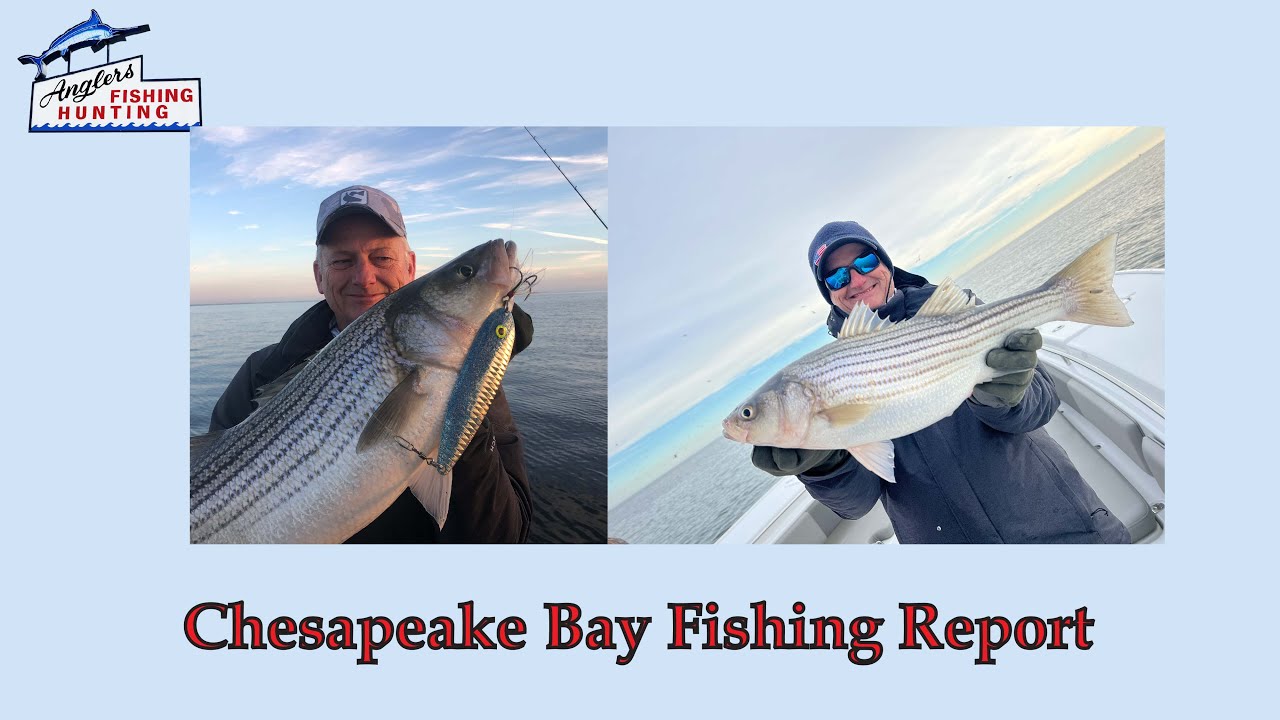 Chesapeake Bay Fishing Report: January 8th 2023 < Anglers Sport Center