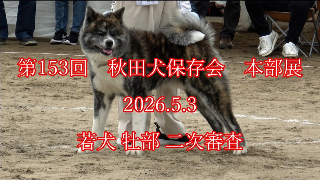 第153回 秋田犬保存会 本部展 2026.5.3 若犬 牡部 二次審査 #秋田