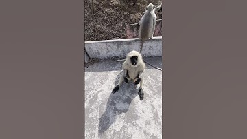 #monkey #bandar #shortvideos #langur