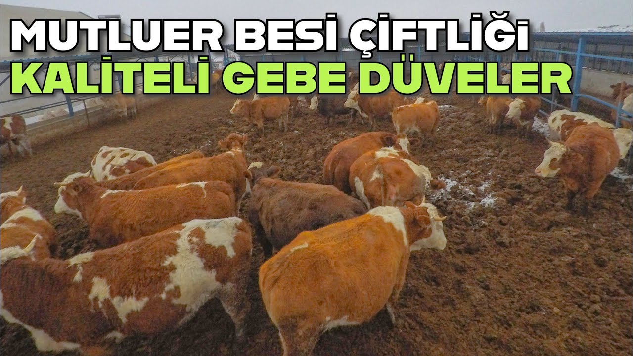 Yozgat Sarımbey Köyünde Faaliyet Gösteren Çiftlik