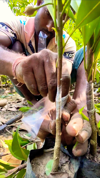 100% Success Rate Sapota (Chikoo/সবেদা) Grafting Technique Exposed #shorts