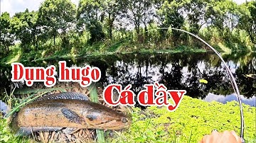 Đụng cá lóc dầy hiếm//Câu cá lóc rừng U Minh Thượng (tập 213)#huukhuynhkiengiang