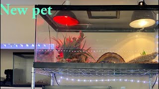 New pet and reptile routine (vlog 14)