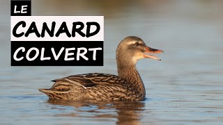 Le CANARD COLVERT (Anas platyrhynchos) /Mallard    #baiedesomme