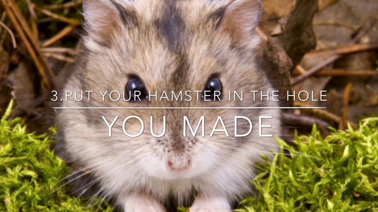 What to Do When Your Hamster Dies 