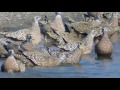 Sandgrouse coming to drink