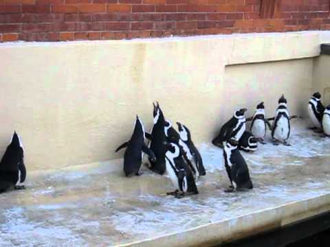 Roaring penguins