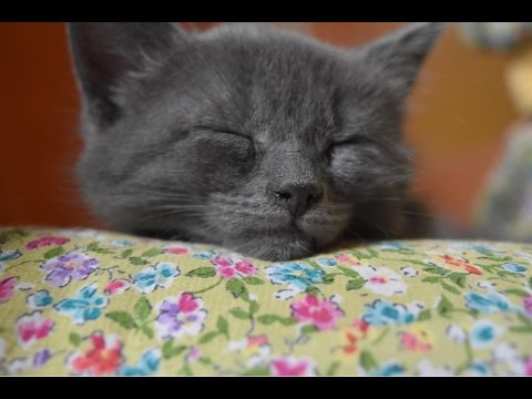 cute-little-grey-kitten-falling-sound-asleep