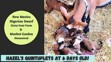 Hazel Goat's Quintuplets 6DaysOld | New Mexico Dairy Goat Farm & Market Garden Homestead