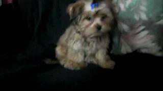 CIMG1548.MOV