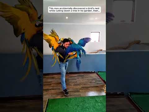 An Unexpected Discovery in His Garden... #parrot #birds #animals #rescue #cute #animalshorts