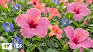 🌸 A Garden Full of Gentle Beauty 4K | Colorful Flowers & Soft Piano screenshot 5