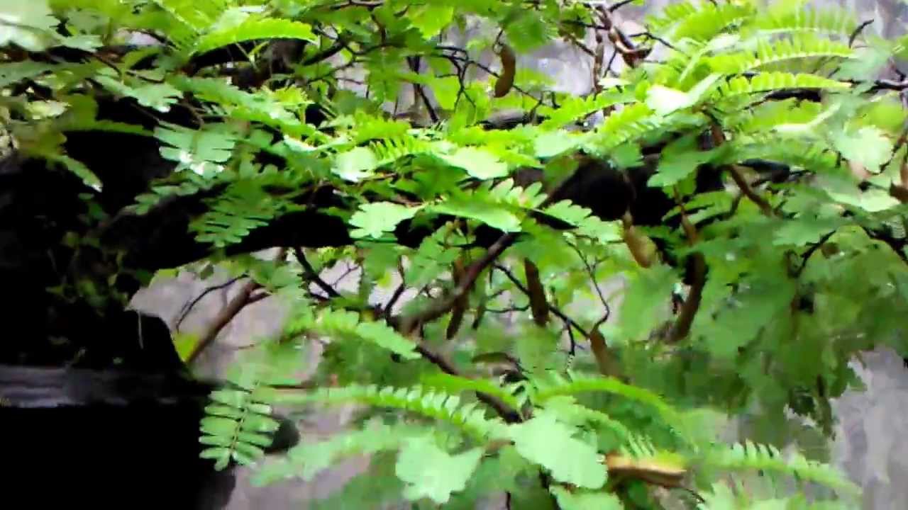  BONSAI  ASEM  JAWA  BERBUAH LEBAT YouTube