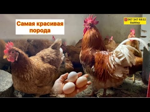 ПОЧЕМУ⁉️Мини мясные палевые//Купить инкубационное яйцо почтой по Украине Хитрук Елена