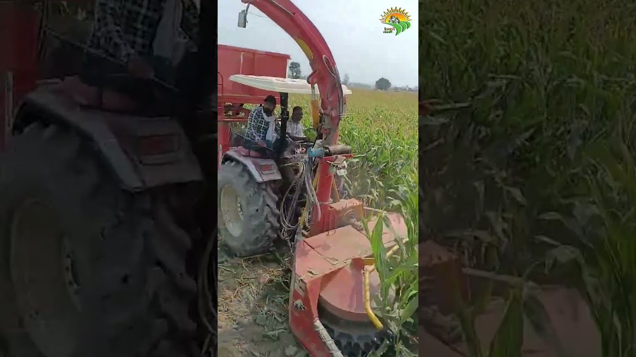 मक्का से साईलेज बनांने का सही तरीका