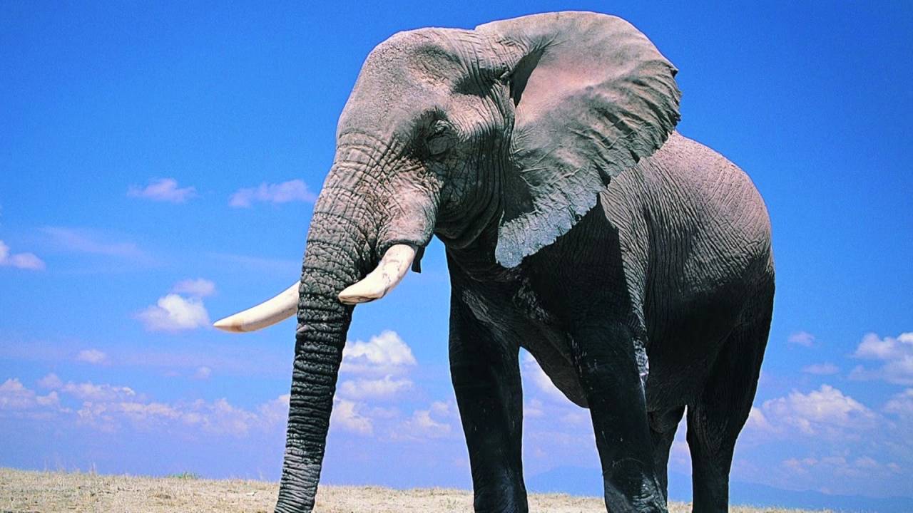 Звук слон трубит скачать
